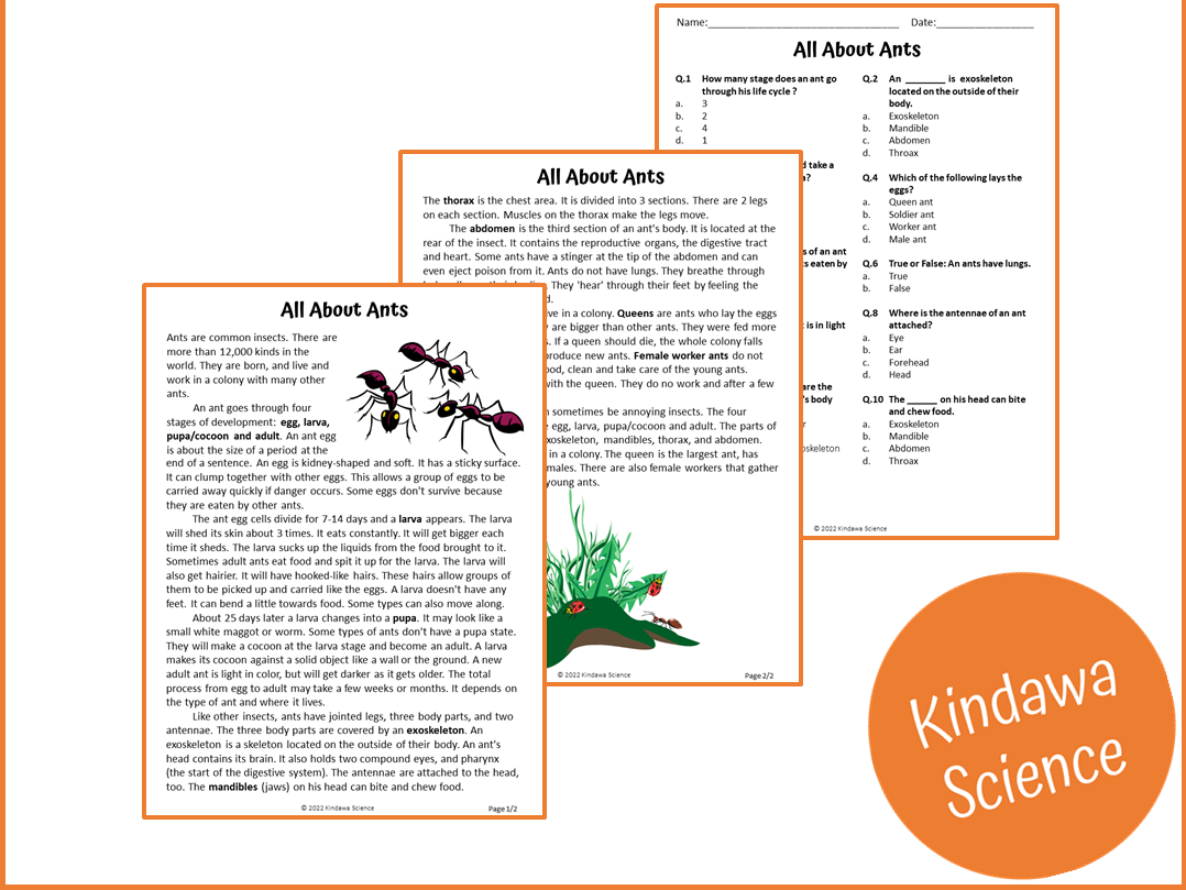 Ants Reading Comprehension Worksheet Free