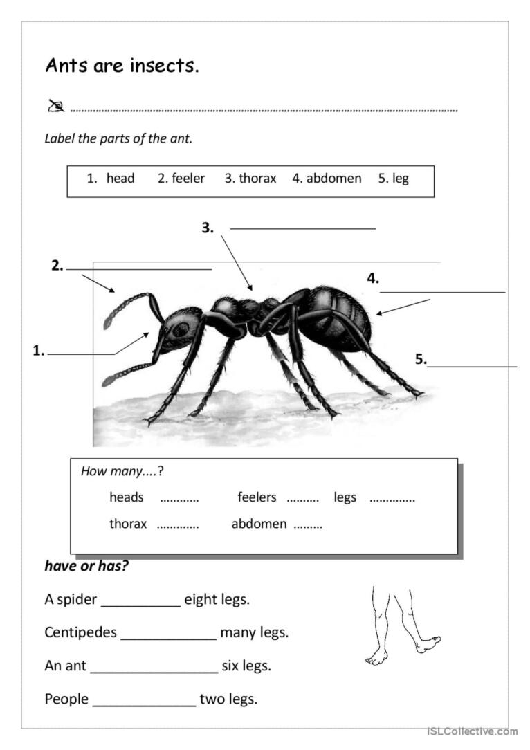 Ants Reading For Detail dee English ESL Worksheets Pdf Doc