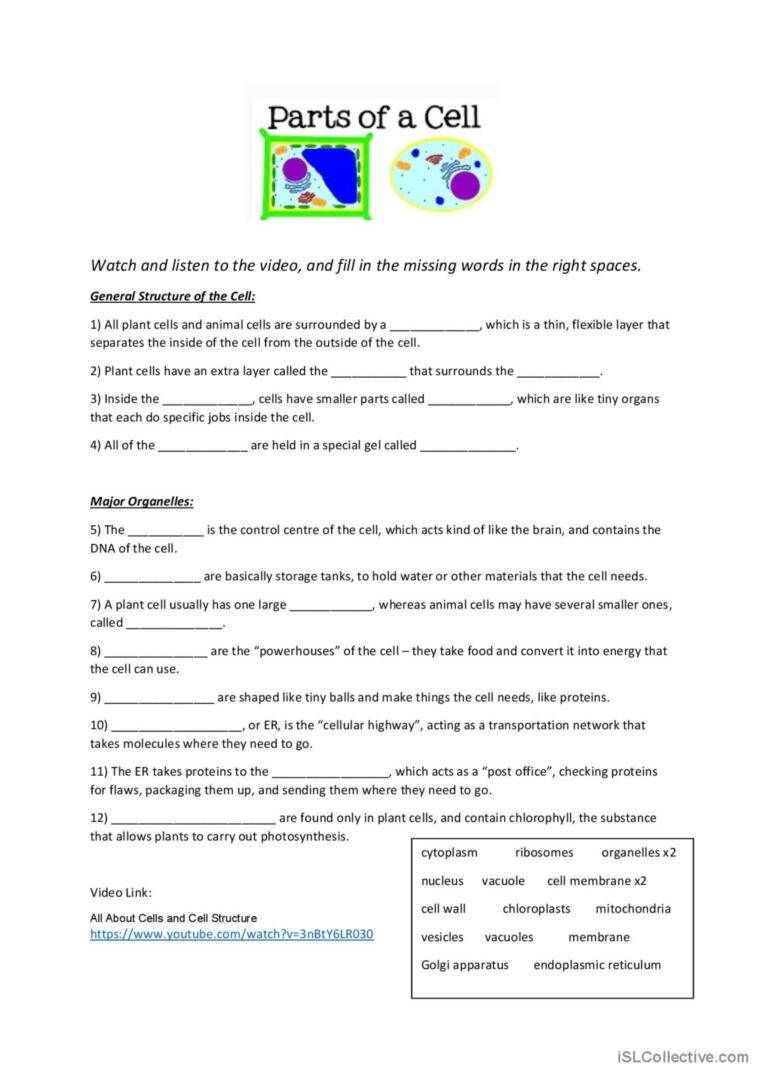 Cells Reading Comprehension Worksheet Doc