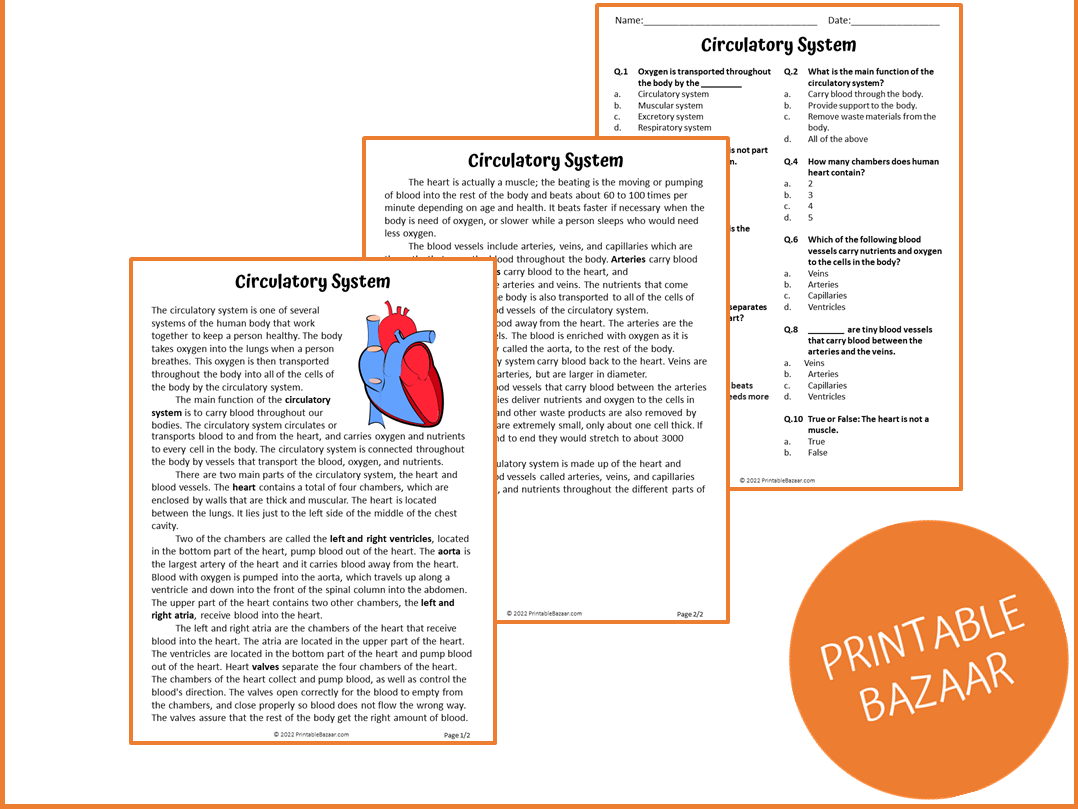 Circulatory System Reading Comprehension Worksheets