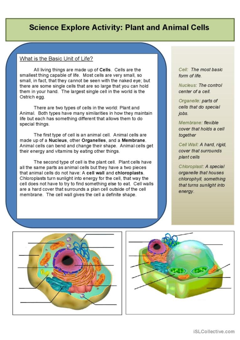Explore The Cell English ESL Worksheets Pdf Doc