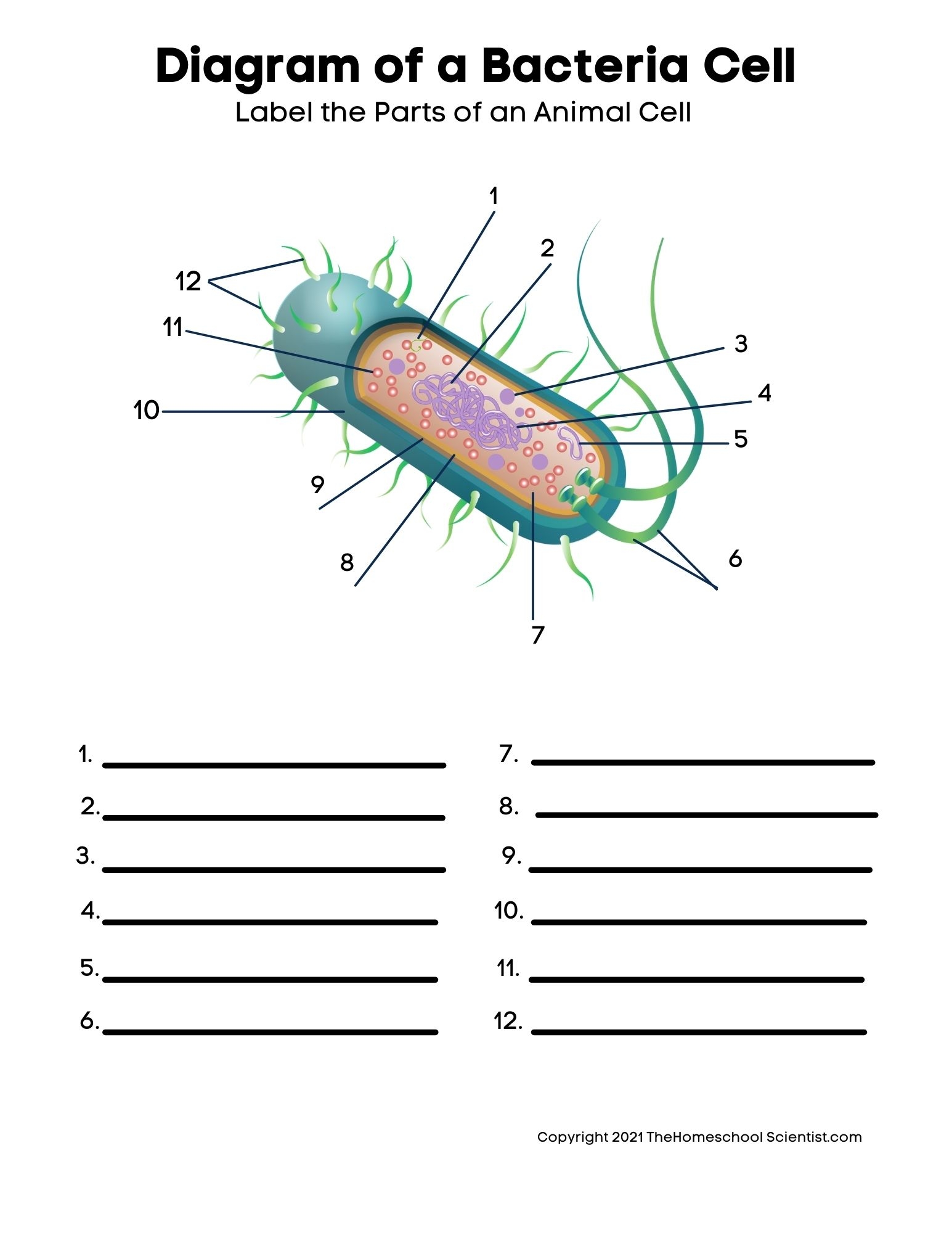 Free Printable Worksheets For Biology