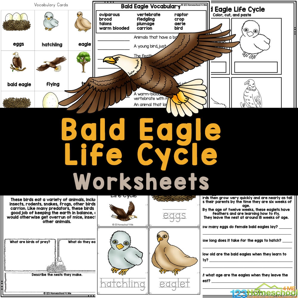  FREE Life Cycle Of A Bald Eagle Worksheets