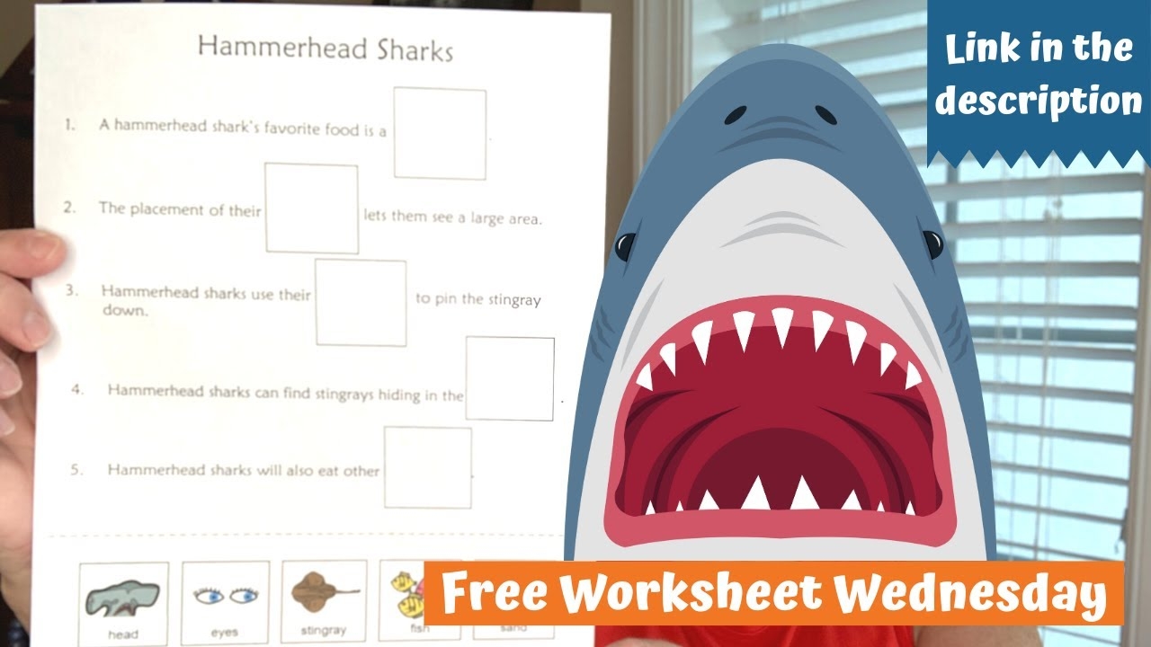  Free Worksheet Wednesday Hammerhead Sharks YouTube