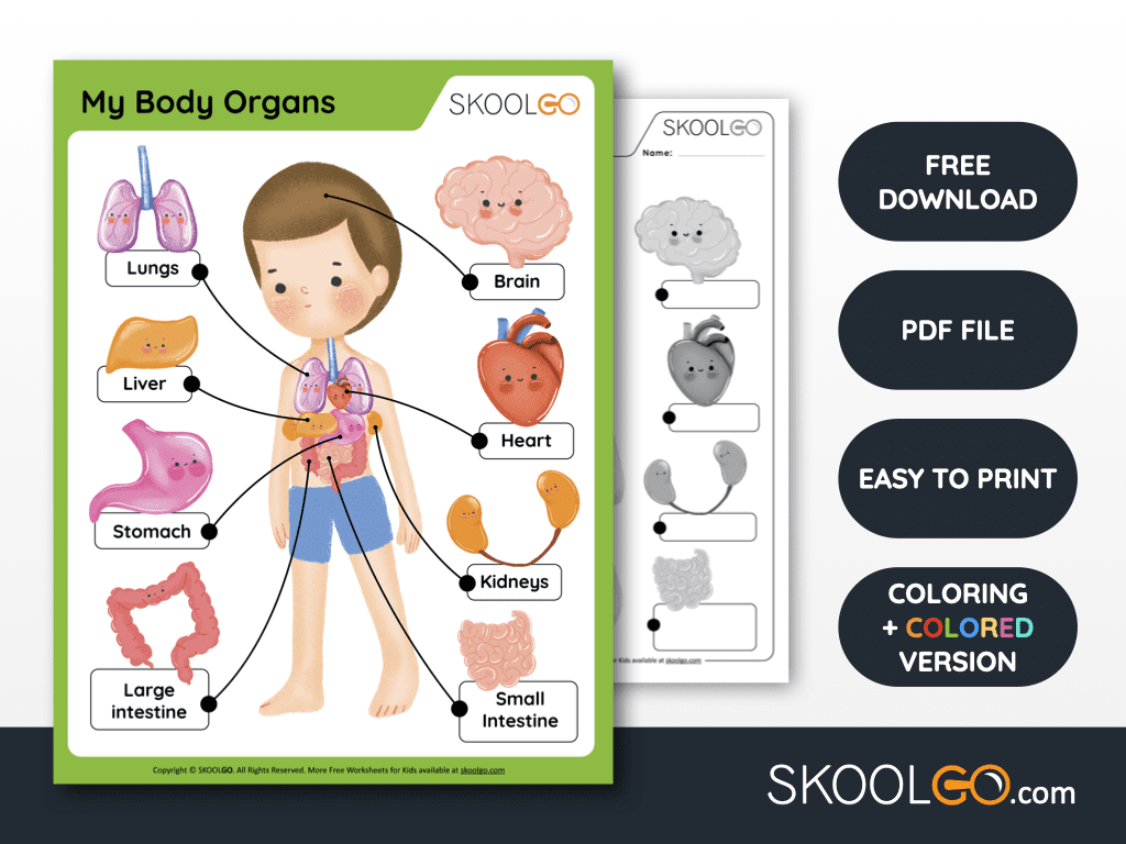 Heart Anatomy Free Worksheet For Kids SKOOLGO