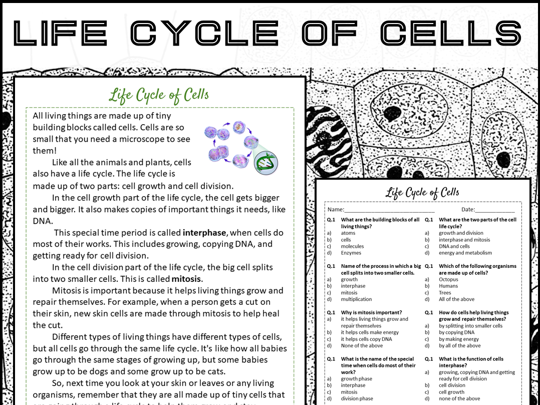 Life Cycle Of Cells Reading Comprehension Passage And Questions PDF Teaching Resources