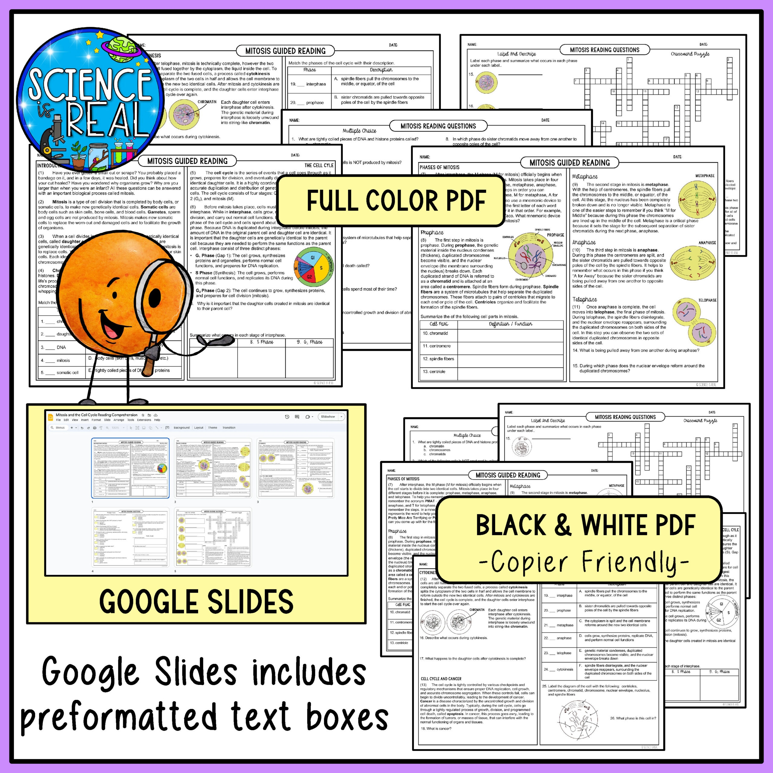 Cell Cycle Reading Comprehension Worksheet
