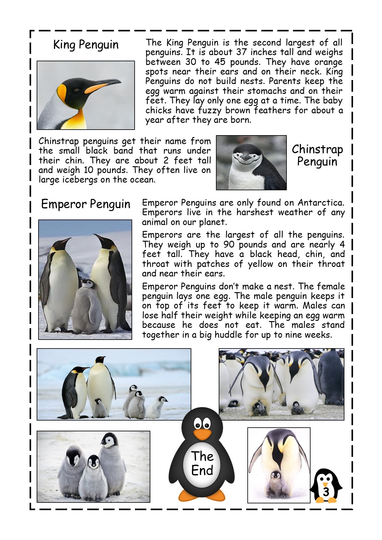 Free Penguin Reading Comprehension Worksheets