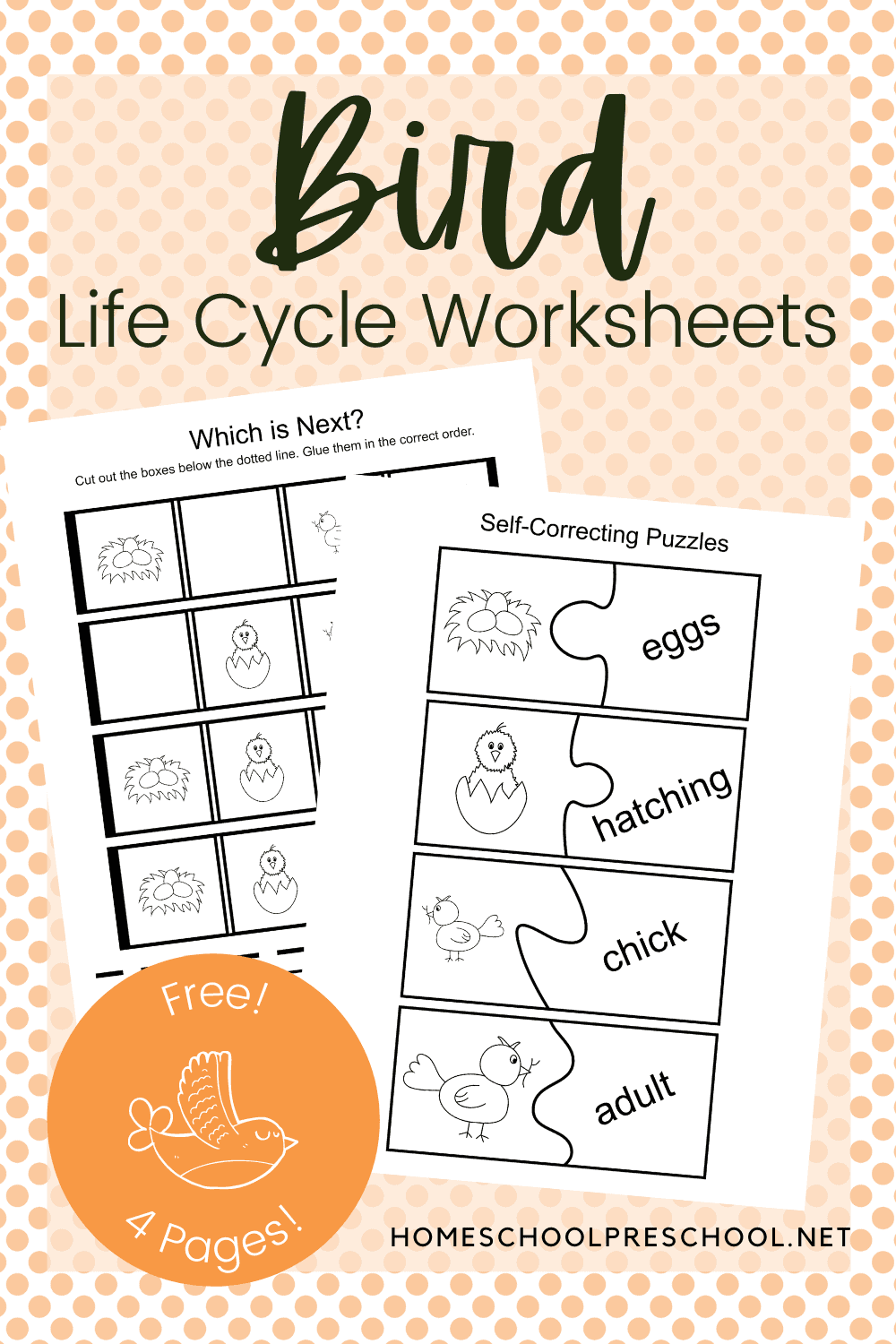 Free Printable Bird Life Cycle Worksheet