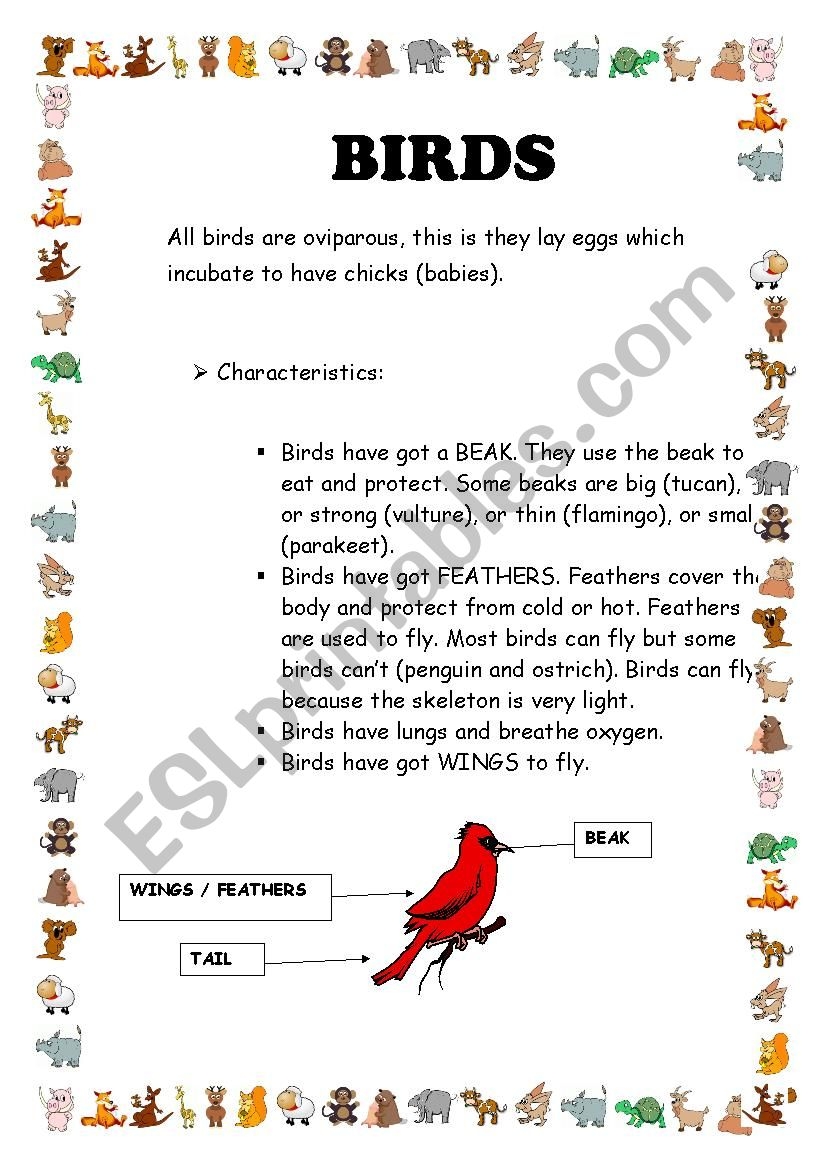 Bird Reading Comprehension Worksheet