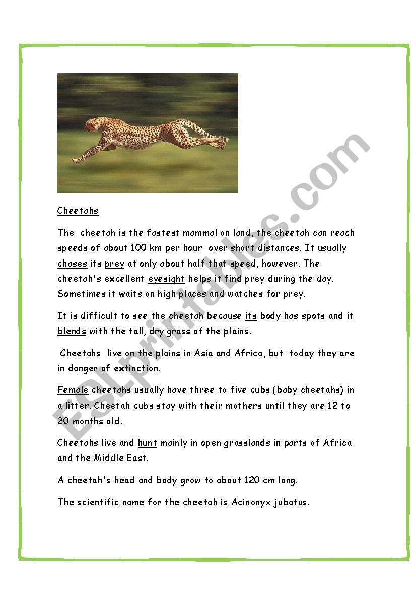 Reading Comprehension Cheetahs ESL Worksheet By Abitano