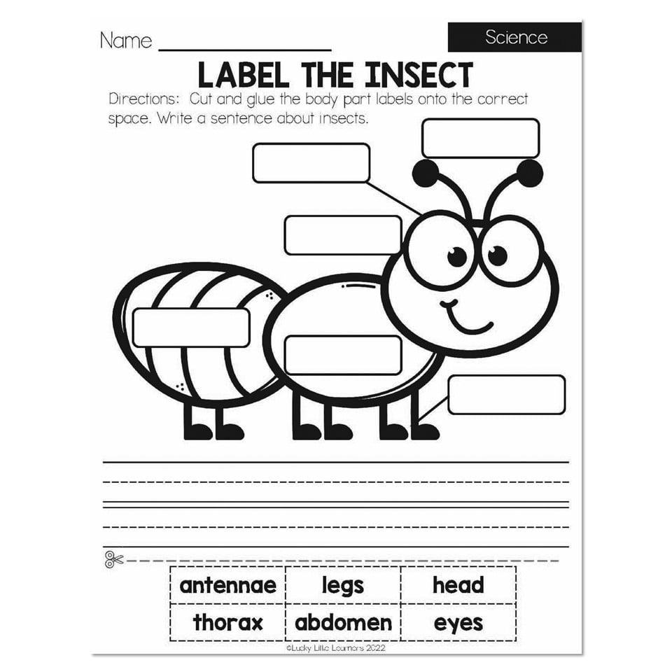 First Grade Free Printable Science Worksheets
