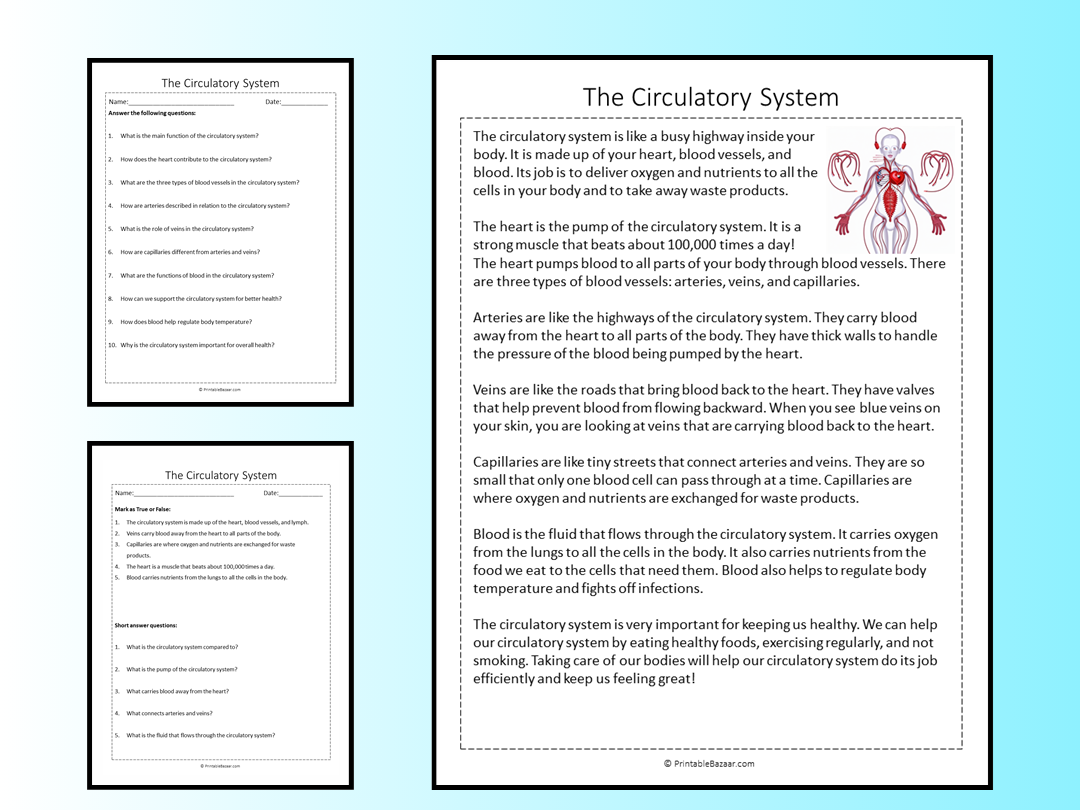 The Circulatory System Reading Comprehension Passage Printable Worksheet Teaching Resources