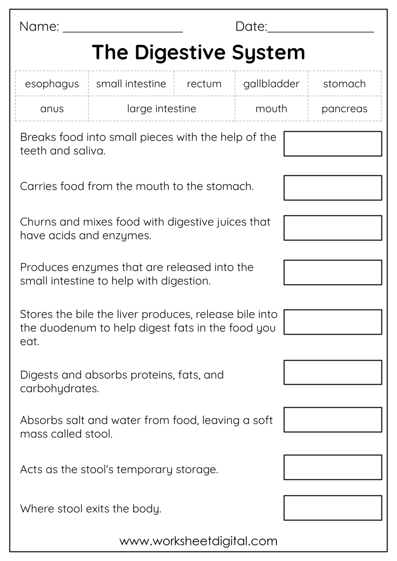 Digestive System Reading Comprehension Worksheets