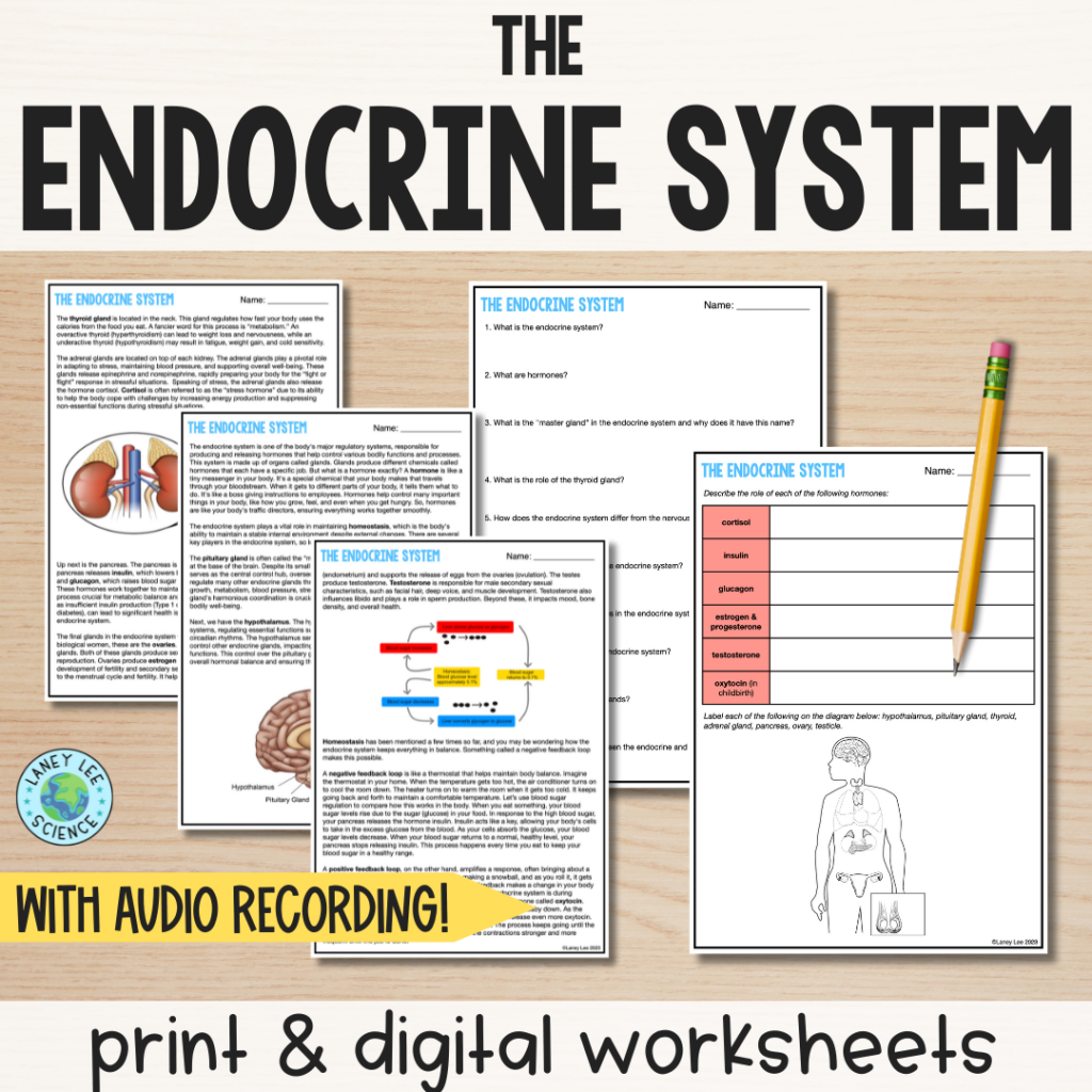 The Endocrine System Reading Comprehension Worksheets Laney Lee