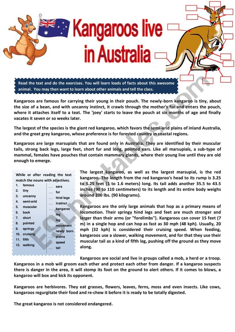 The Kangaroo Lives In Australia Reading Comprehension Questions KEY ESL Worksheet By Karagozian The Kangaroo Lives In Australia Reading Comprehension Questions KEY ESL Worksheet By Karagozian