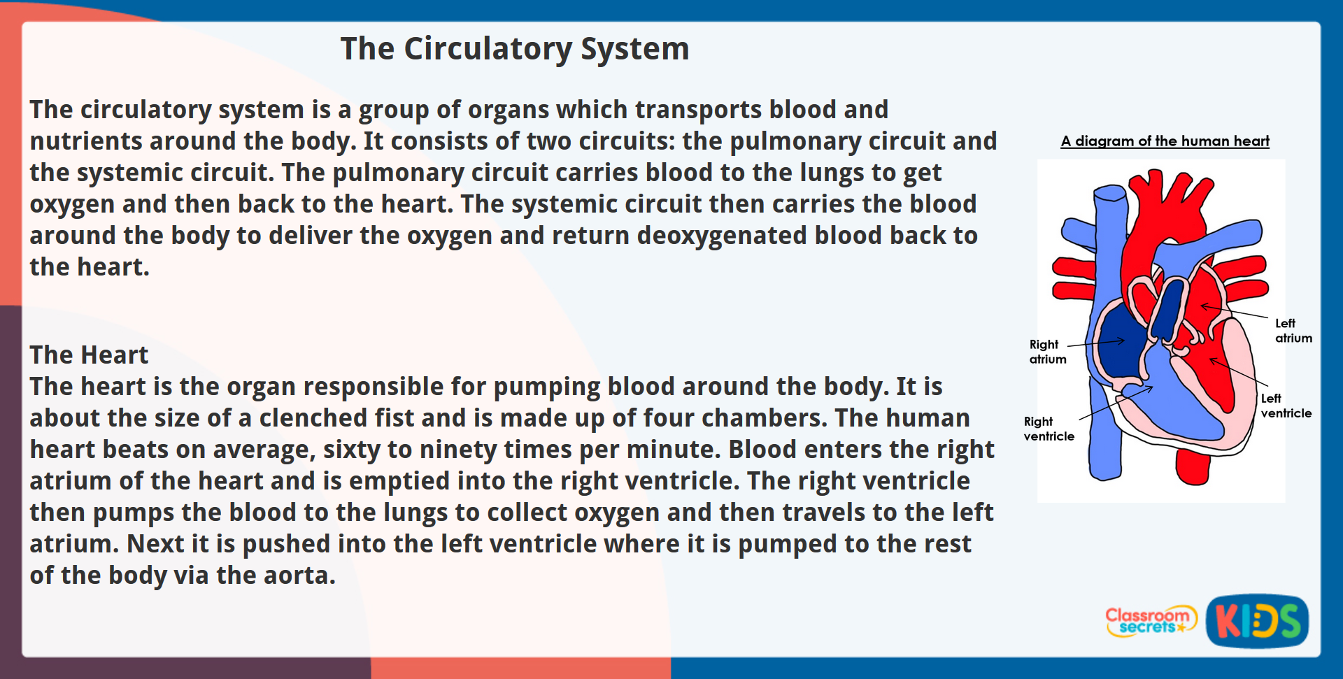 Year 5 Non Fiction Reading Comprehension The Circulatory System Classroom Secrets Kids